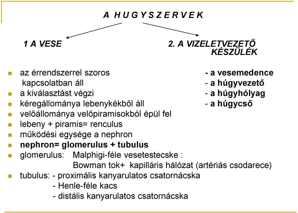 kéregállománya lebenykékből áll - a húgycső velőállománya velőpiramisokból épül fel lebeny + piramis= renculus működési egysége a