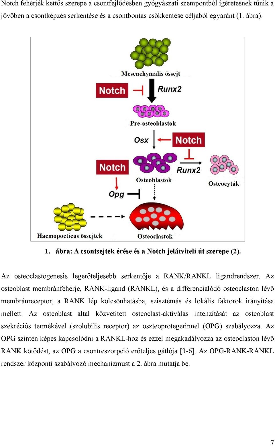 Az osteoblast membránfehérje, RANK-ligand (RANKL), és a differenciálódó osteoclaston lévő membránreceptor, a RANK lép kölcsönhatásba, szisztémás és lokális faktorok irányítása mellett.