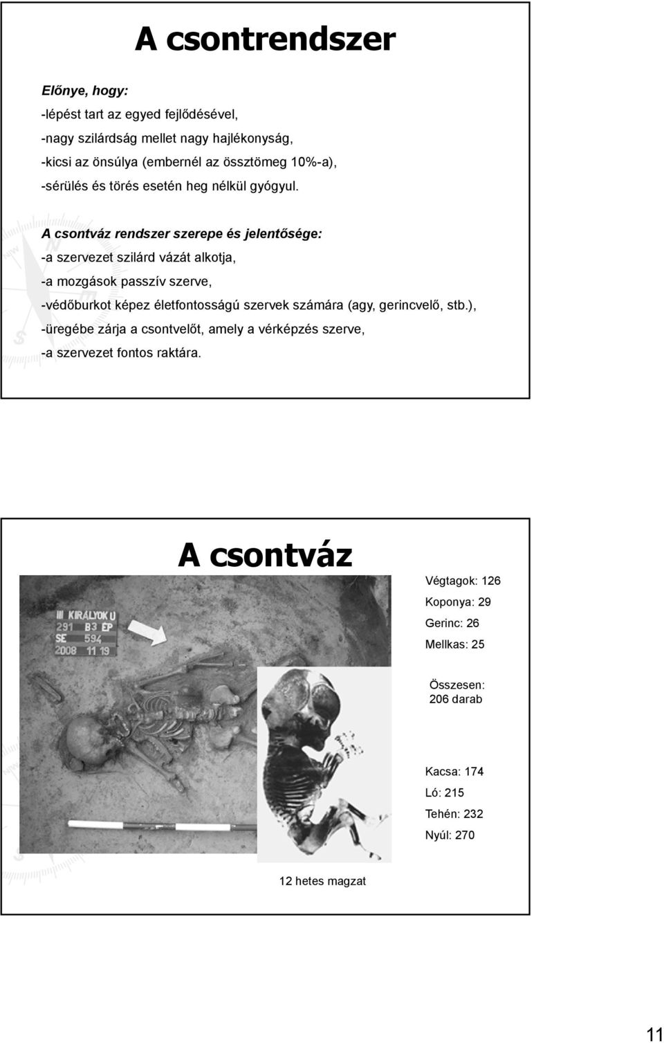 A csontváz rendszer szerepe és jelentősége: -a szervezet szilárd vázát alkotja, -a mozgások passzív szerve, -védőburkot képez életfontosságú szervek