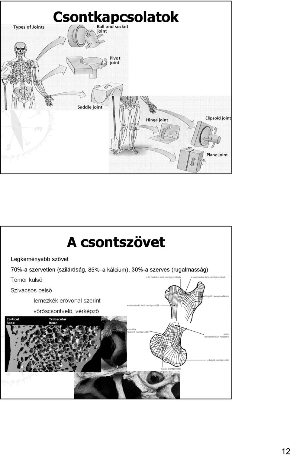 szerves (rugalmasság) Tömör külső Szivacsos belső