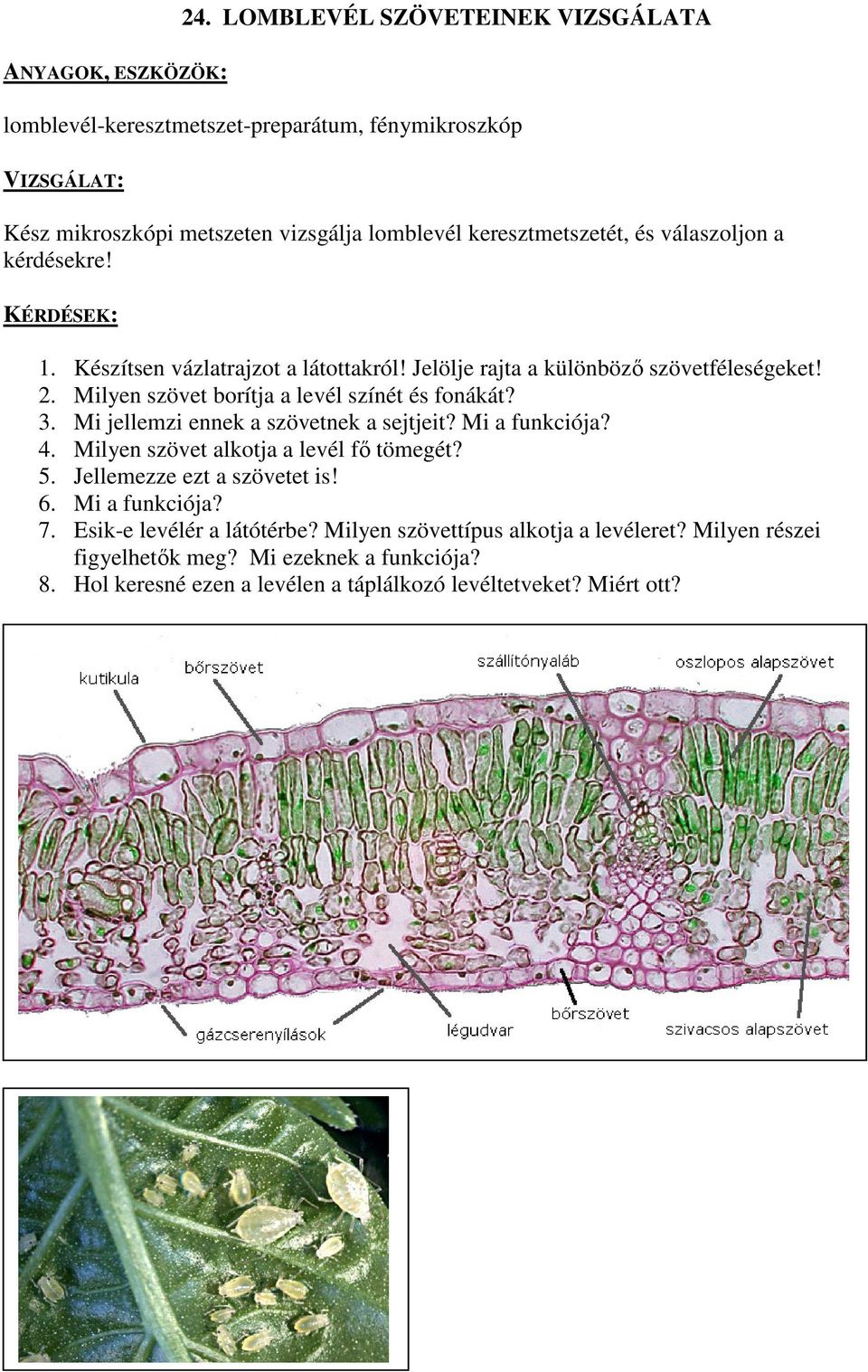 kérdésekre! KÉRDÉSEK: 1. Készítsen vázlatrajzot a látottakról! Jelölje rajta a különböző szövetféleségeket! 2. Milyen szövet borítja a levél színét és fonákát? 3.