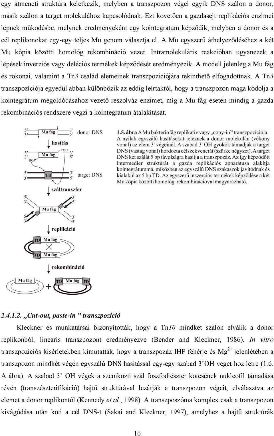 A Mu egyszerű áthelyeződéséhez a két Mu kópia közötti homológ rekombináció vezet. Intramolekuláris reakcióban ugyanezek a lépések inverziós vagy deléciós termékek képződését eredményezik.