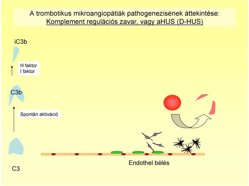 regulációs zavar, vagy ahus (D-HUS) ic3b H