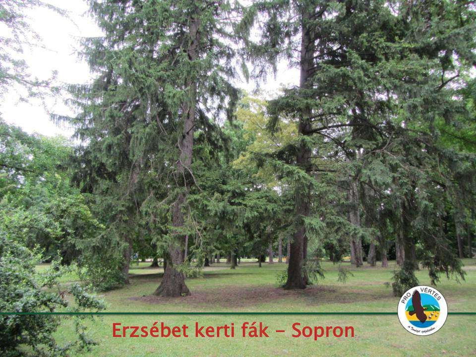 - Sopron