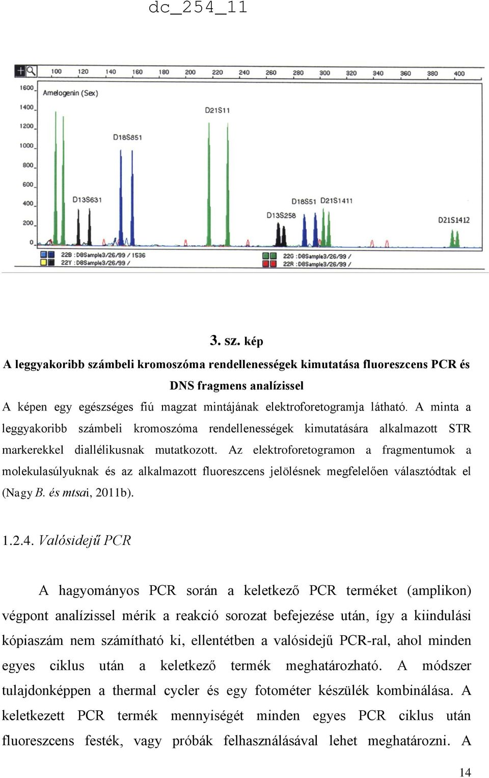 Az elektroforetogramon a fragmentumok a molekulasúlyuknak és az alkalmazott fluoreszcens jelölésnek megfelelően választódtak el (Nagy B. és mtsai, 2011b). 1.2.4.