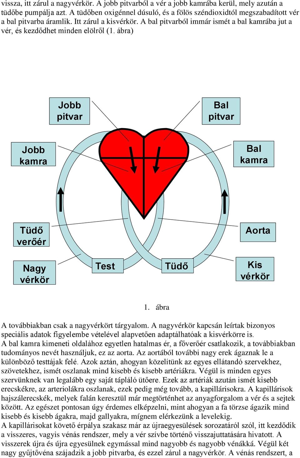 A bal pitvarból immár ismét a bal kamrába jut a vér, és kezdődhet minden elölről (1. ábra) Jobb pitvar Bal pitvar Jobb kamra Bal kamra Tüdő verőér Aorta Nagy vérkör Test Tüdő Kis vérkör 1.