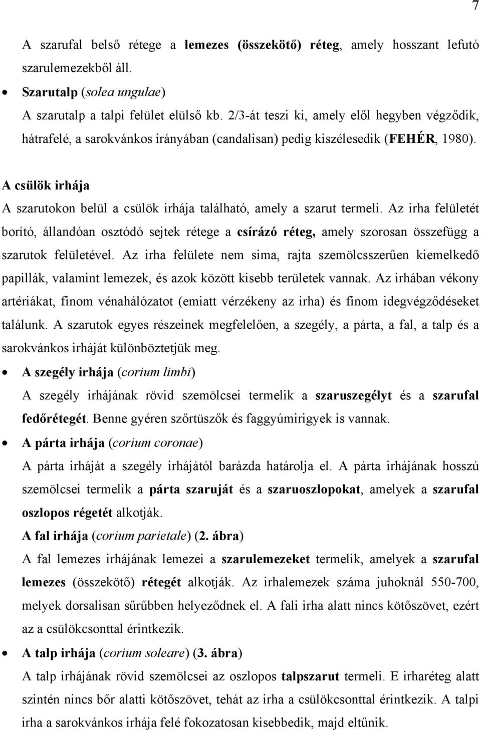 A csülök irhája A szarutokon belül a csülök irhája található, amely a szarut termeli.