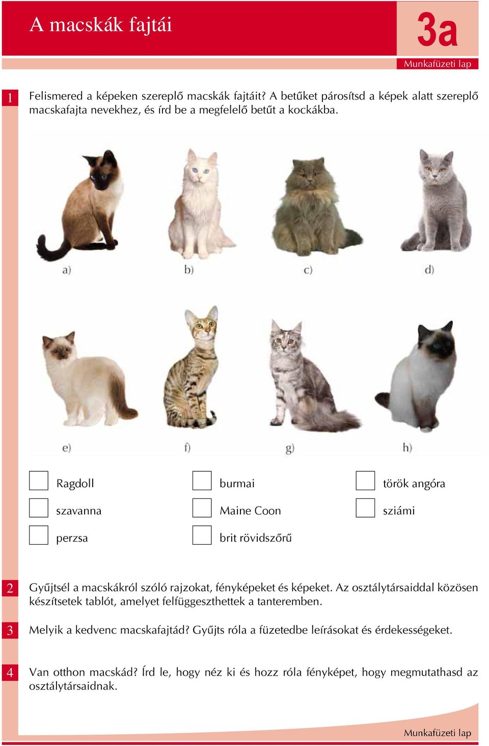 Ragdoll szavanna perzsa burmai Maine Coon brit rövidszôrû török angóra sziámi 2 3 Gyûjtsél a macskákról szóló rajzokat, fényképeket és képeket.