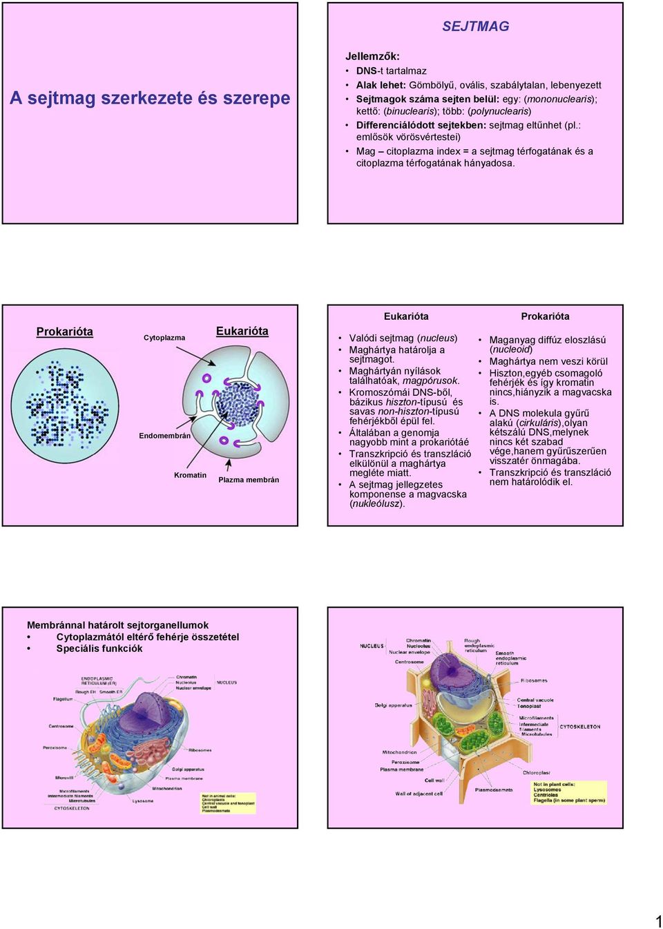 Prokarióta Cytoplazma Endomembrán Kromatin Eukarióta Plazma membrán Eukarióta Valódi sejtmag (nucleus) Maghártya határolja a sejtmagot. Maghártyán nyílások találhatóak, magpórusok.