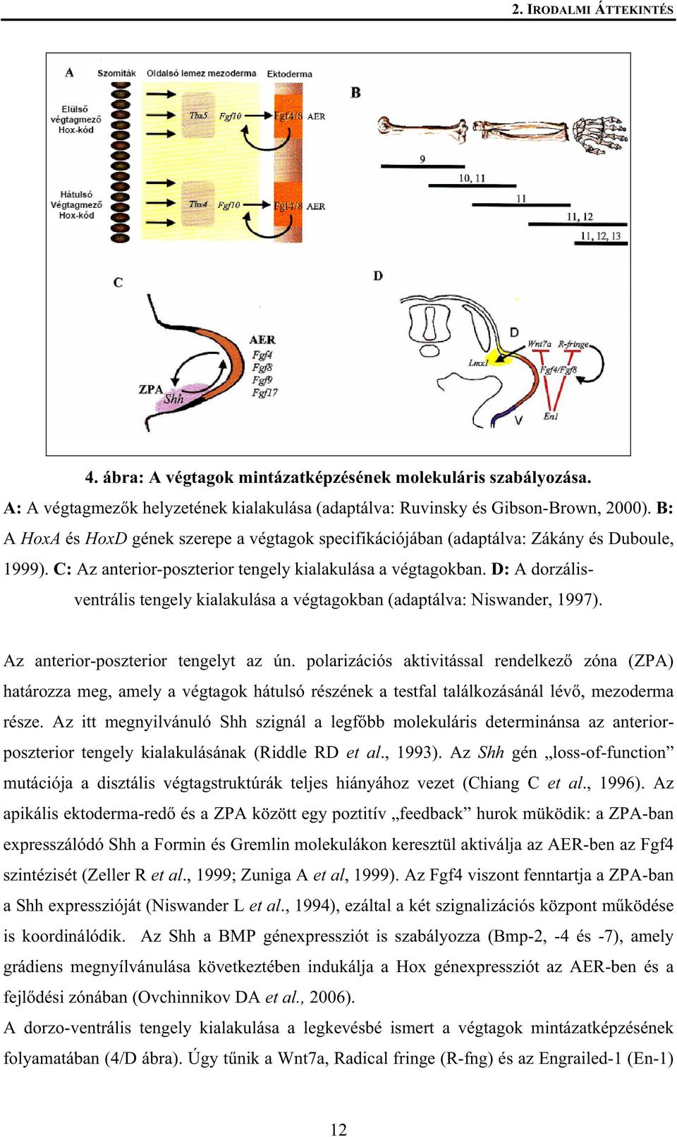 D: A dorzálisventrális tengely kialakulása a végtagokban (adaptálva: Niswander, 1997). Az anterior-poszterior tengelyt az ún.