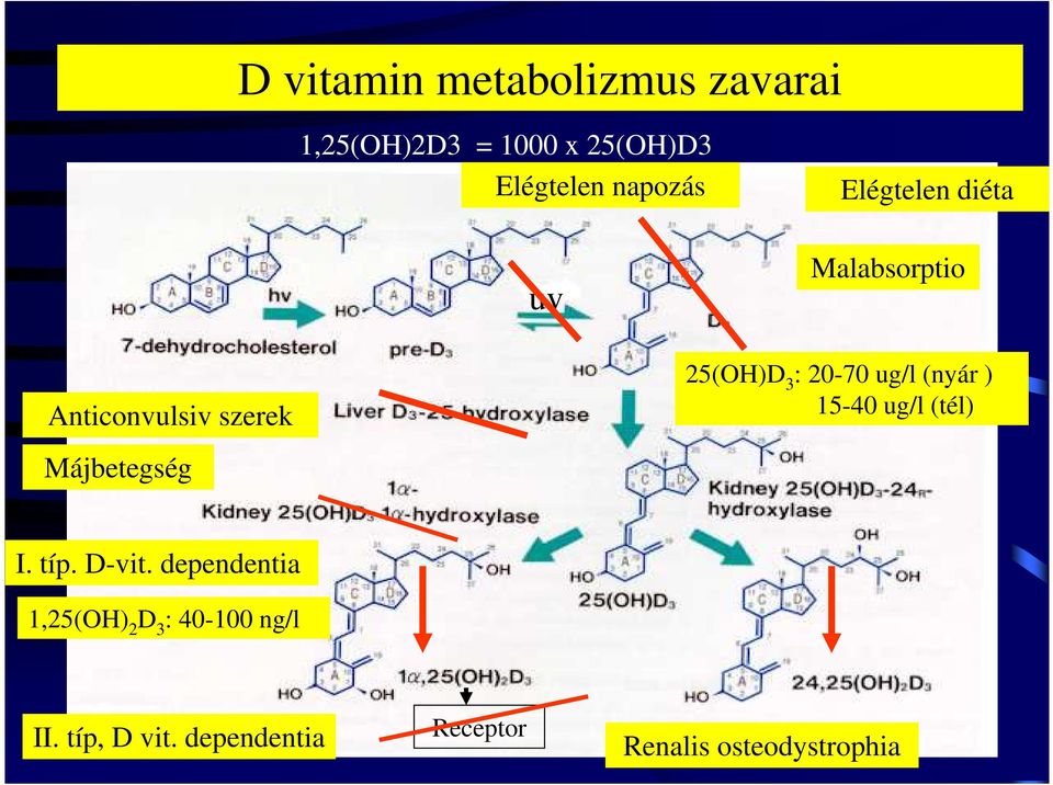 20-70 ug/l (nyár ) 15-40 ug/l (tél) Májbetegség I. típ. D-vit.