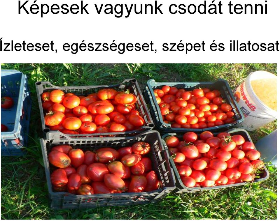 Ízleteset,