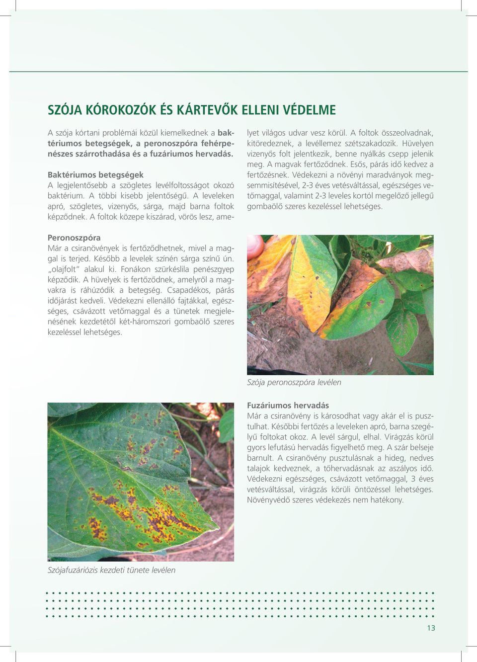 A foltok közepe kiszárad, vörös lesz, ame- lyet világos udvar vesz körül. A foltok összeolvadnak, kitöredeznek, a levéllemez szétszakadozik.