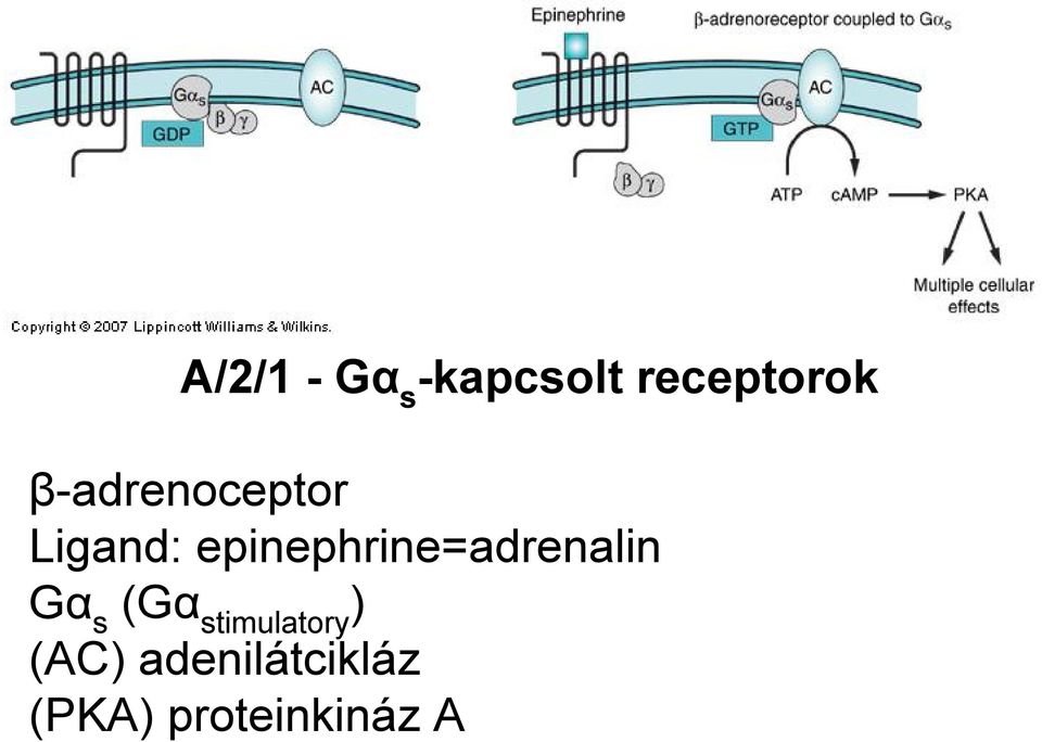 epinephrine=adrenalin Gα s (Gα