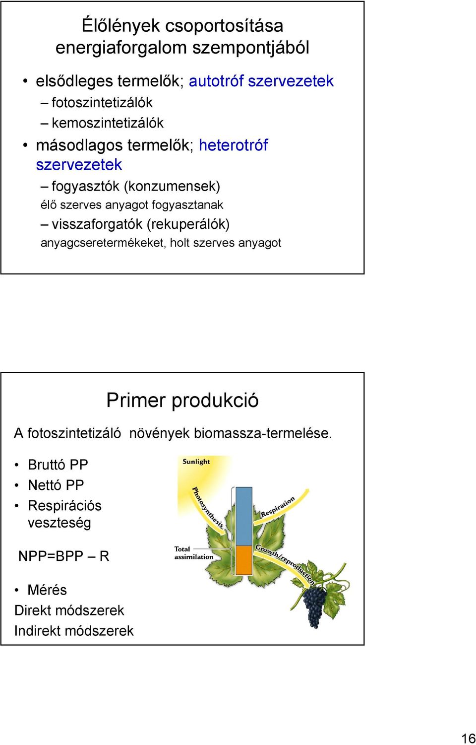 fogyasztanak visszaforgatók (rekuperálók) anyagcseretermékeket, holt szerves anyagot Bruttó PP Nettó PP Respirációs