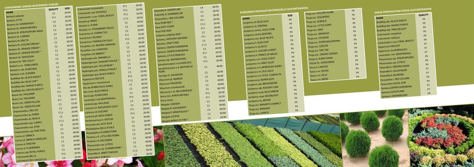 STRAWBERRY FIELDS C2 20/40 Berberis th. CARMEN C2 20/40 Euonymus al. COMPACTUS C2 20/40 Berberis th. ERECTA C2 20/40 Euonymus f. BLONDY P11 10/20 Berberis th. GOLDEN DREAM C2 40/50 Euonymus f.