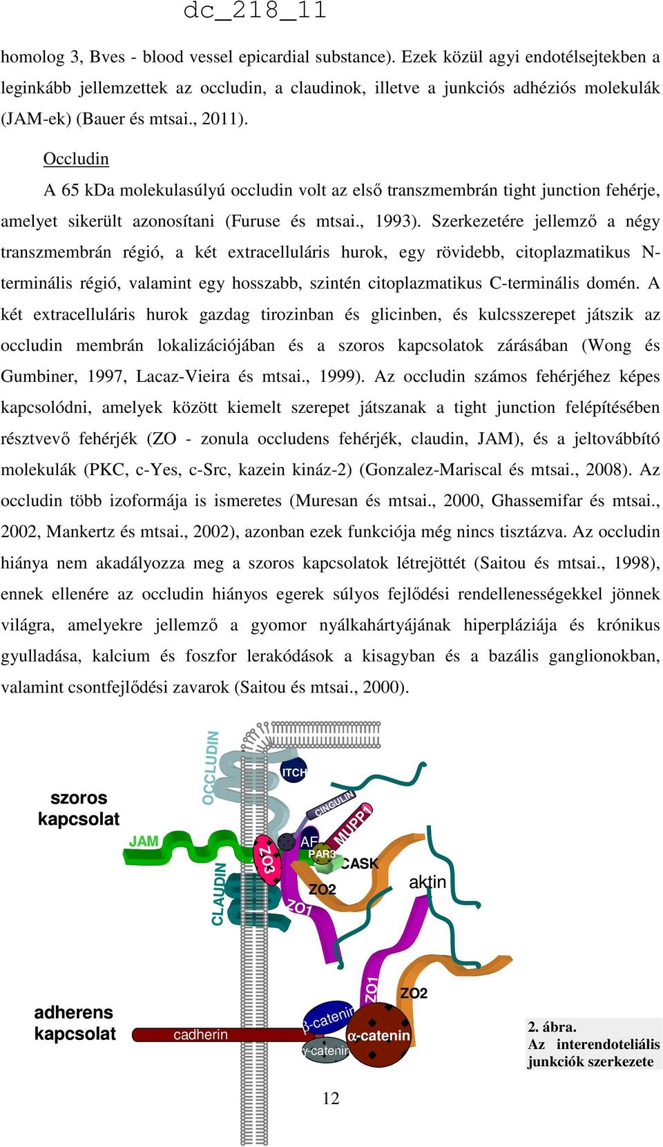 Occludin A 65 kda molekulasúlyú occludin volt az első transzmembrán tight junction fehérje, amelyet sikerült azonosítani (Furuse és mtsai., 1993).