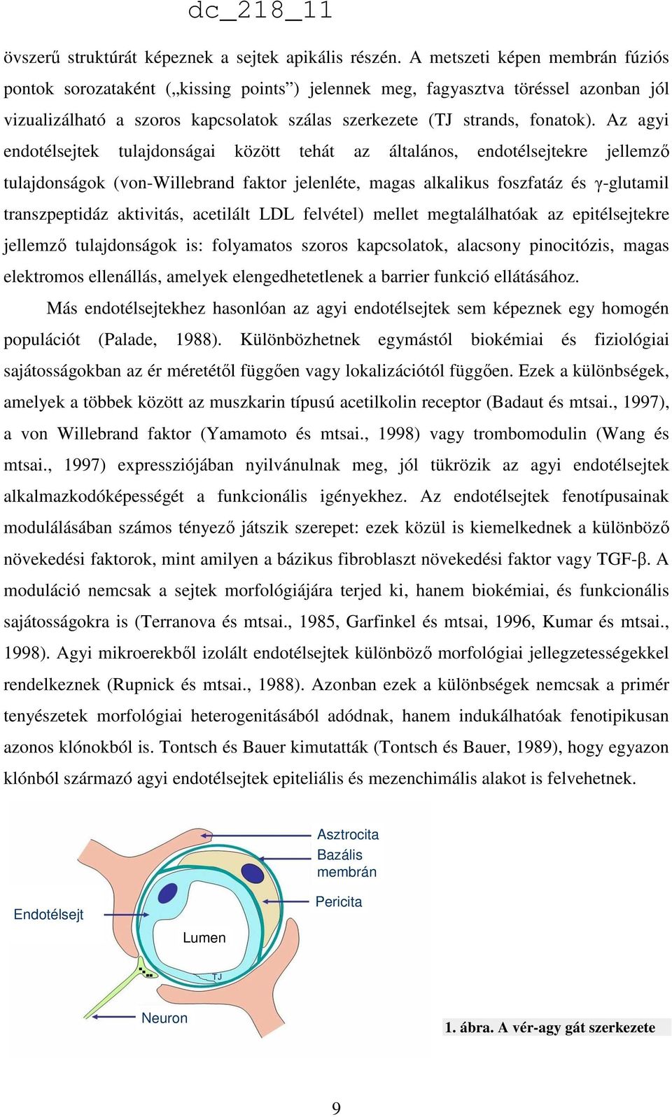 Az agyi endotélsejtek tulajdonságai között tehát az általános, endotélsejtekre jellemző tulajdonságok (von-willebrand faktor jelenléte, magas alkalikus foszfatáz és γ-glutamil transzpeptidáz