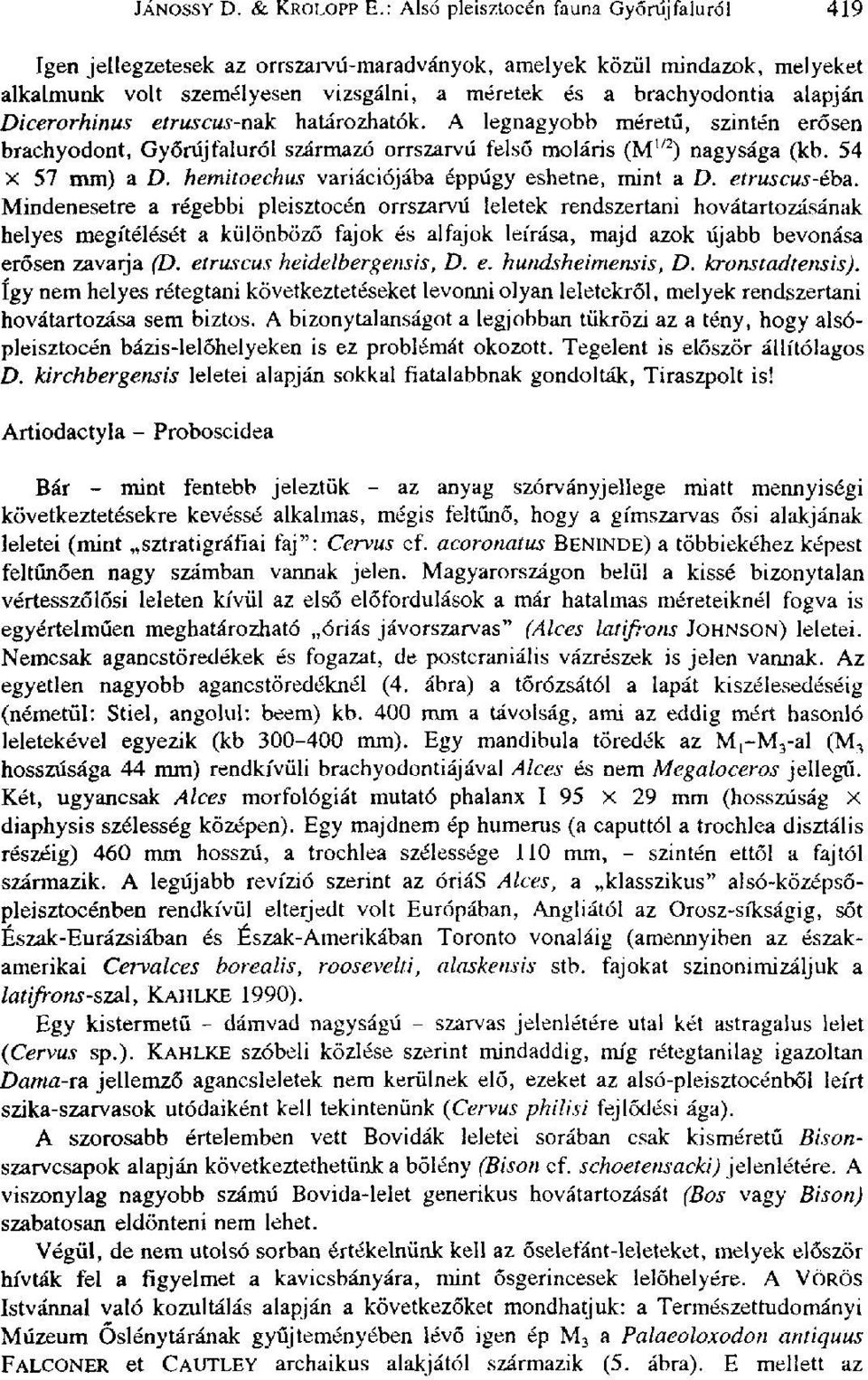 Dicerorhinus etruscus-nak határozhatók. A legnagyobb méretű, szintén erősen brachyodont, Győrújfaluról származó orrszarvú felső moláris (M 1/2 ) nagysága (kb. 54 X 57 mm) a D.