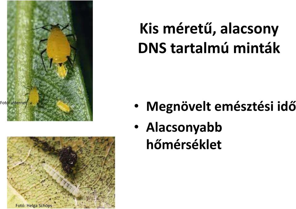 emésztési idő Alacsonyabb