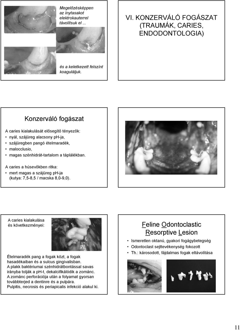 A caries a húsevőkben ritka: mert magas a szájüreg ph-ja (kutya: 7,5-8,5 / macska 8,0-9,0).