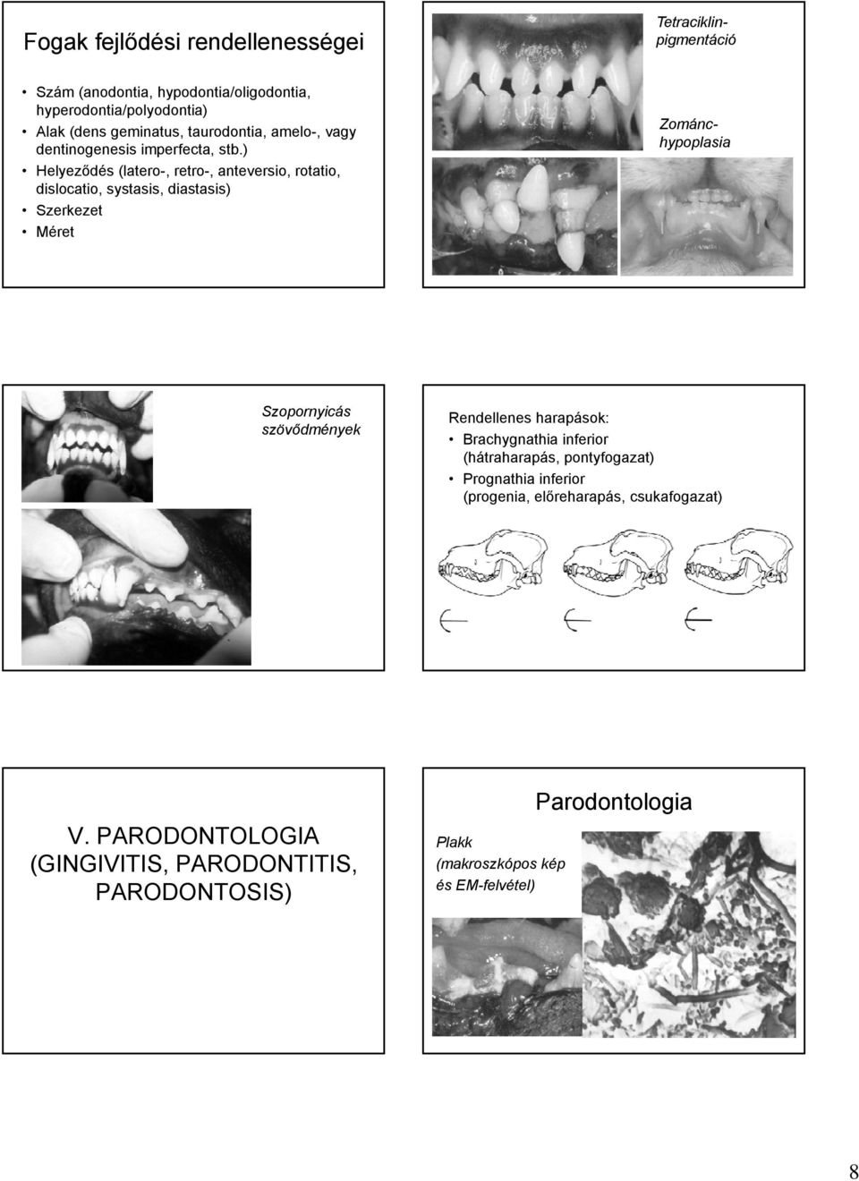 ) Helyeződés (latero-, retro-, anteversio, rotatio, dislocatio, systasis, diastasis) Szerkezet Méret Szopornyicás szövődmények Rendellenes harapások: