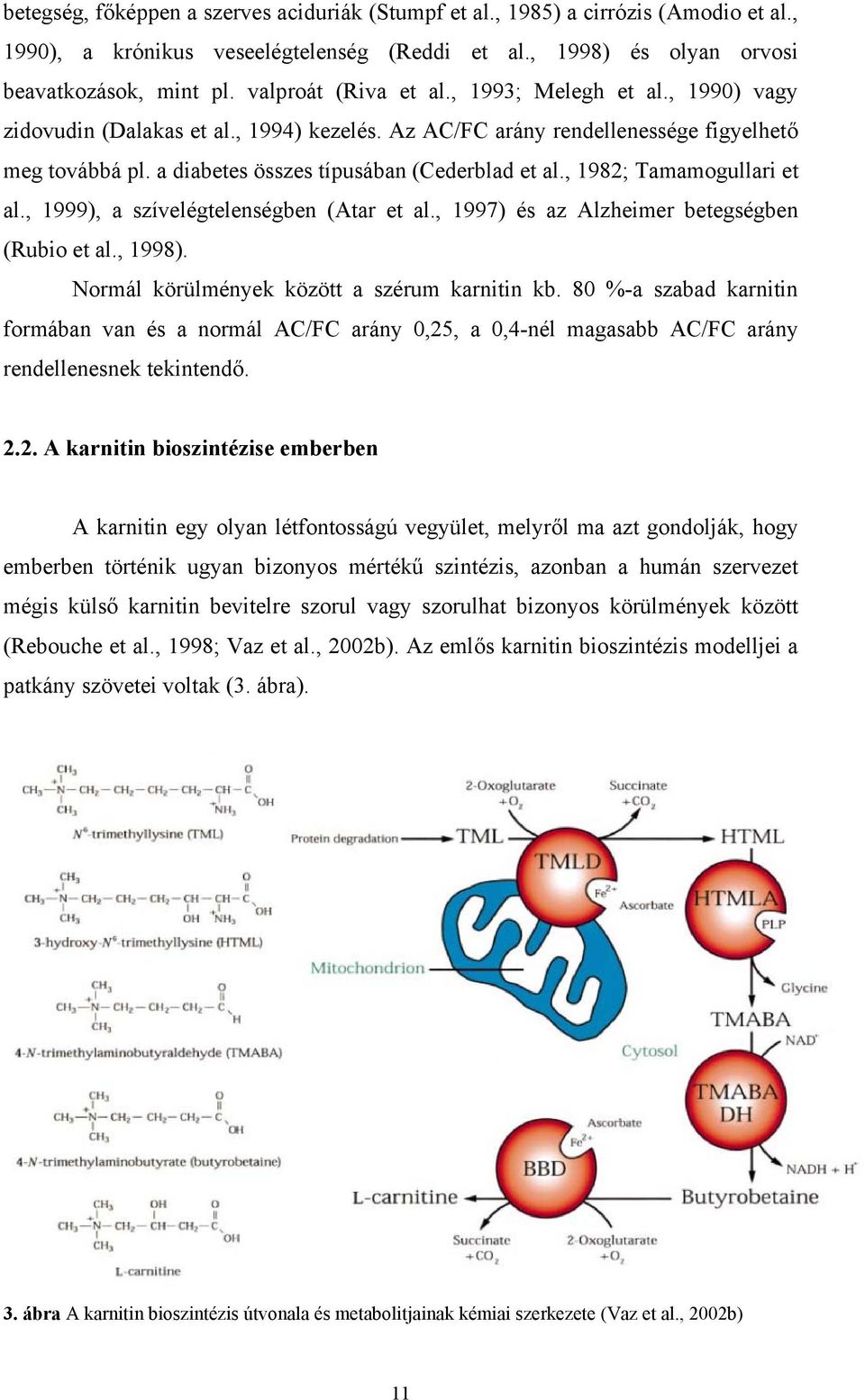 , 1982; Tamamogullari et al., 1999), a szívelégtelenségben (Atar et al., 1997) és az Alzheimer betegségben (Rubio et al., 1998). Normál körülmények között a szérum karnitin kb.