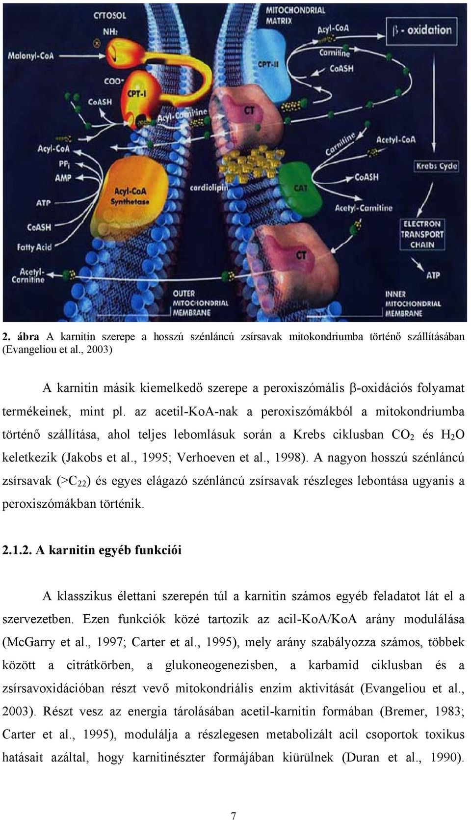 az acetil-koa-nak a peroxiszómákból a mitokondriumba történő szállítása, ahol teljes lebomlásuk során a Krebs ciklusban CO 2 és H 2 O keletkezik (Jakobs et al., 1995; Verhoeven et al., 1998).