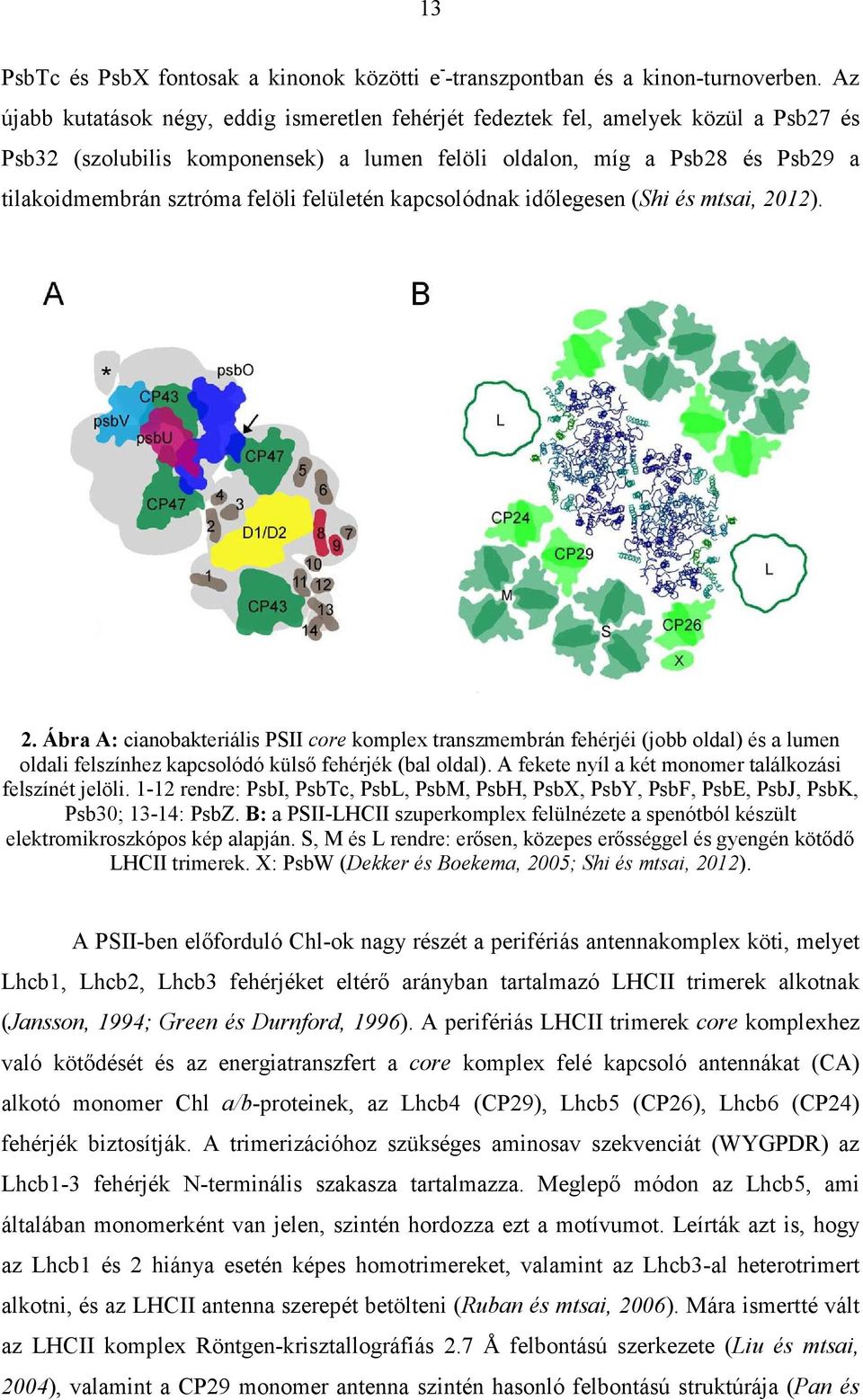 felületén kapcsolódnak időlegesen (Shi és mtsai, 2012). 2. Ábra A: cianobakteriális PSII core komplex transzmembrán fehérjéi (jobb oldal) és a lumen oldali felszínhez kapcsolódó külső fehérjék (bal oldal).