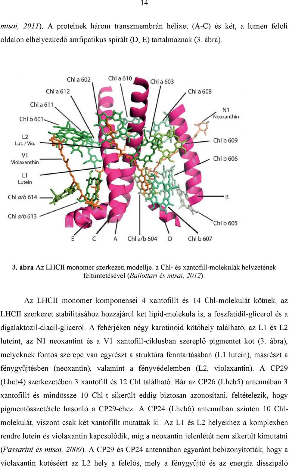 Az LHCII monomer komponensei 4 xantofillt és 14 Chl-molekulát kötnek, az LHCII szerkezet stabilitásához hozzájárul két lipid-molekula is, a foszfatidil-glicerol és a digalaktozil-diacil-glicerol.