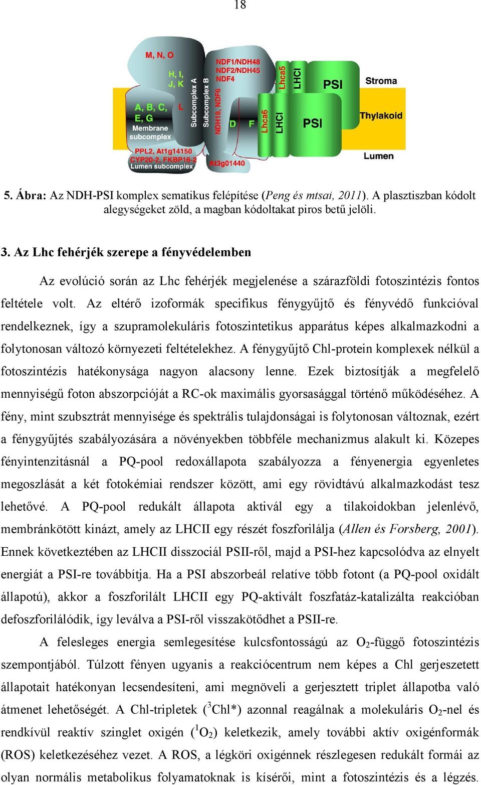 Az eltérő izoformák specifikus fénygyűjtő és fényvédő funkcióval rendelkeznek, így a szupramolekuláris fotoszintetikus apparátus képes alkalmazkodni a folytonosan változó környezeti feltételekhez.