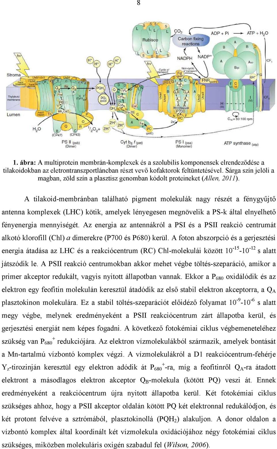 A tilakoid-membránban található pigment molekulák nagy részét a fénygyűjtő antenna komplexek (LHC) kötik, amelyek lényegesen megnövelik a PS-k által elnyelhető fényenergia mennyiségét.