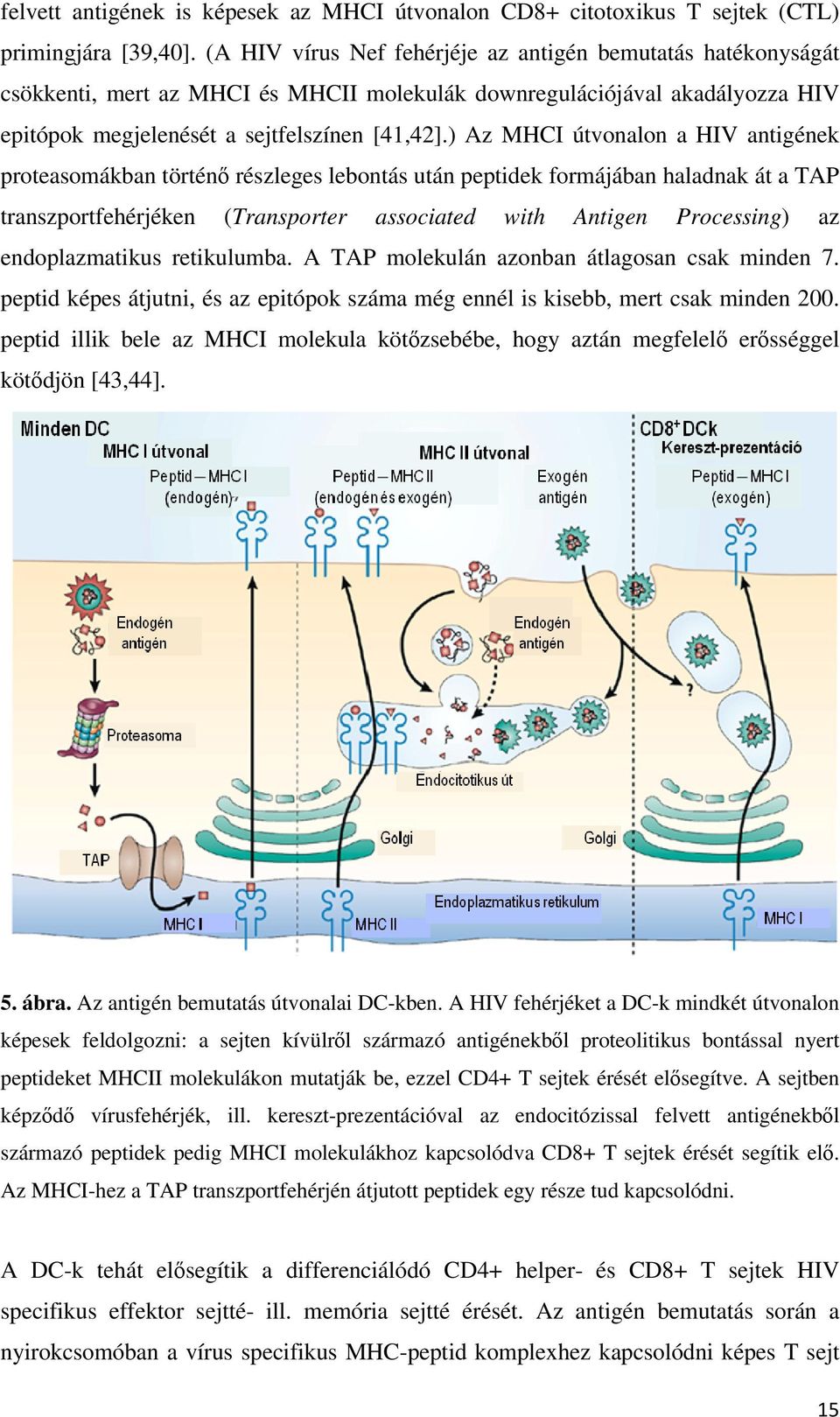 ) Az MHCI útvonalon a HIV antigének proteasomákban történő részleges lebontás után peptidek formájában haladnak át a TAP transzportfehérjéken (Transporter associated with Antigen Processing) az