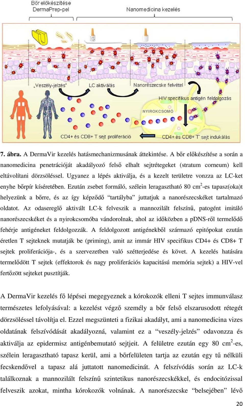 Ugyanez a lépés aktiválja, és a kezelt területre vonzza az LC-ket enyhe bőrpír kíséretében.