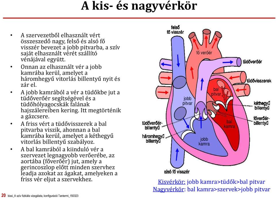 A jobb kamrából a vér a tüdőkbe jut a tüdőverőér segítségével és a tüdőhólyagocskák falának hajszálereiben kering. Itt megtörténik a gázcsere.