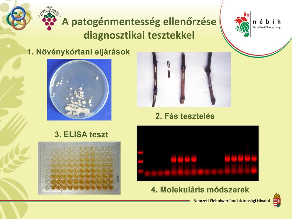 Növénykórtani eljárások 3.