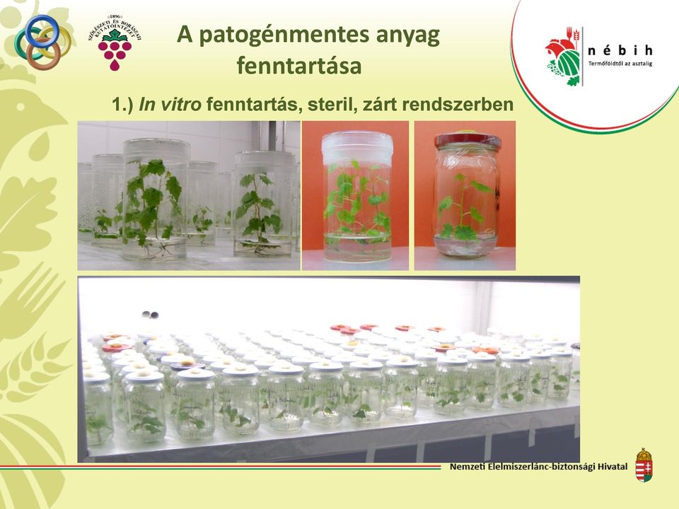 ) In vitro