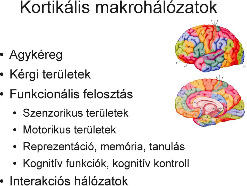 Motorikus területek Reprezentáció, memória, tanulás