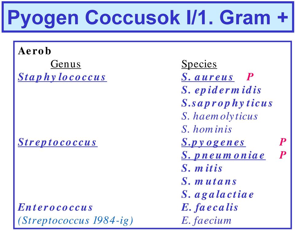 hominis Streptococcus S.pyogenes P S. pneumoniae P S. mitis S.