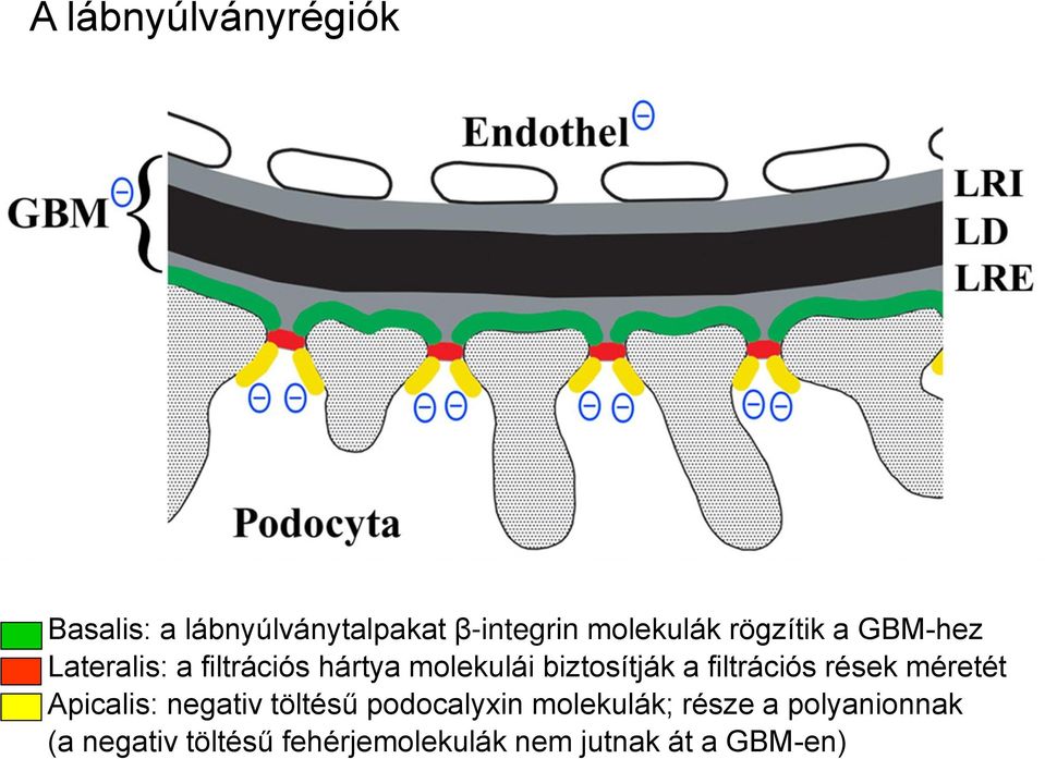 filtrációs rések méretét Apicalis: negativ töltésű podocalyxin molekulák;