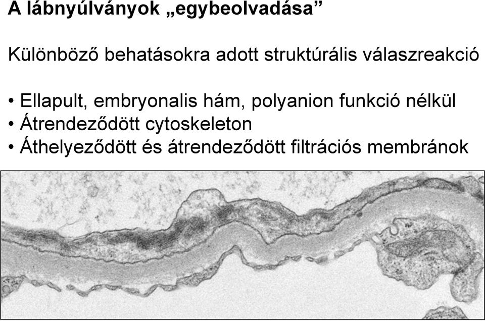 embryonalis hám, polyanion funkció nélkül