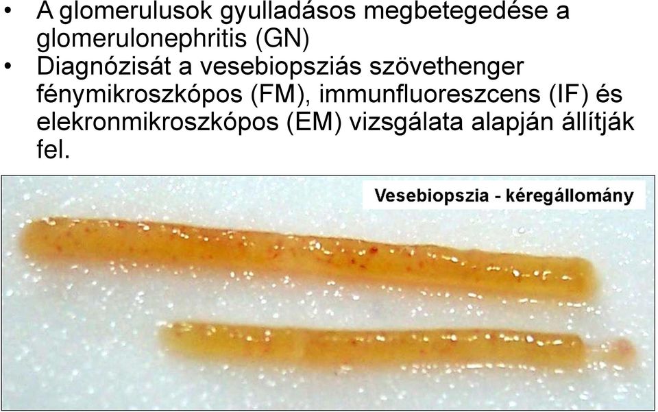 szövethenger fénymikroszkópos (FM), immunfluoreszcens