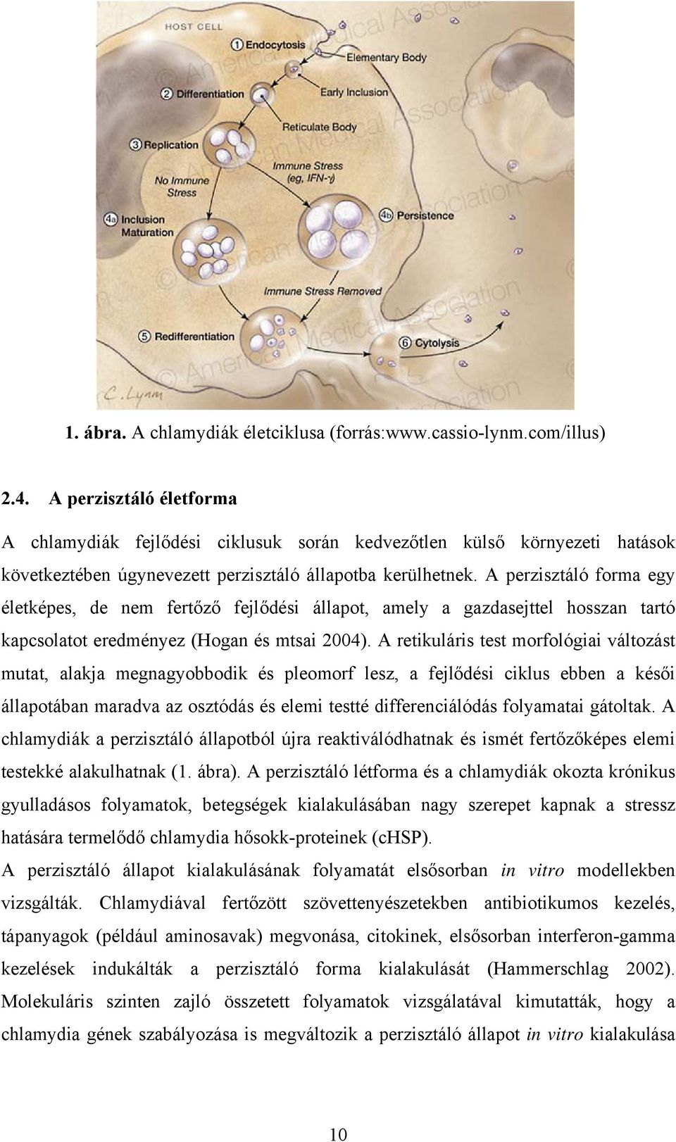 A perzisztáló forma egy életképes, de nem fertőző fejlődési állapot, amely a gazdasejttel hosszan tartó kapcsolatot eredményez (Hogan és mtsai 2004).