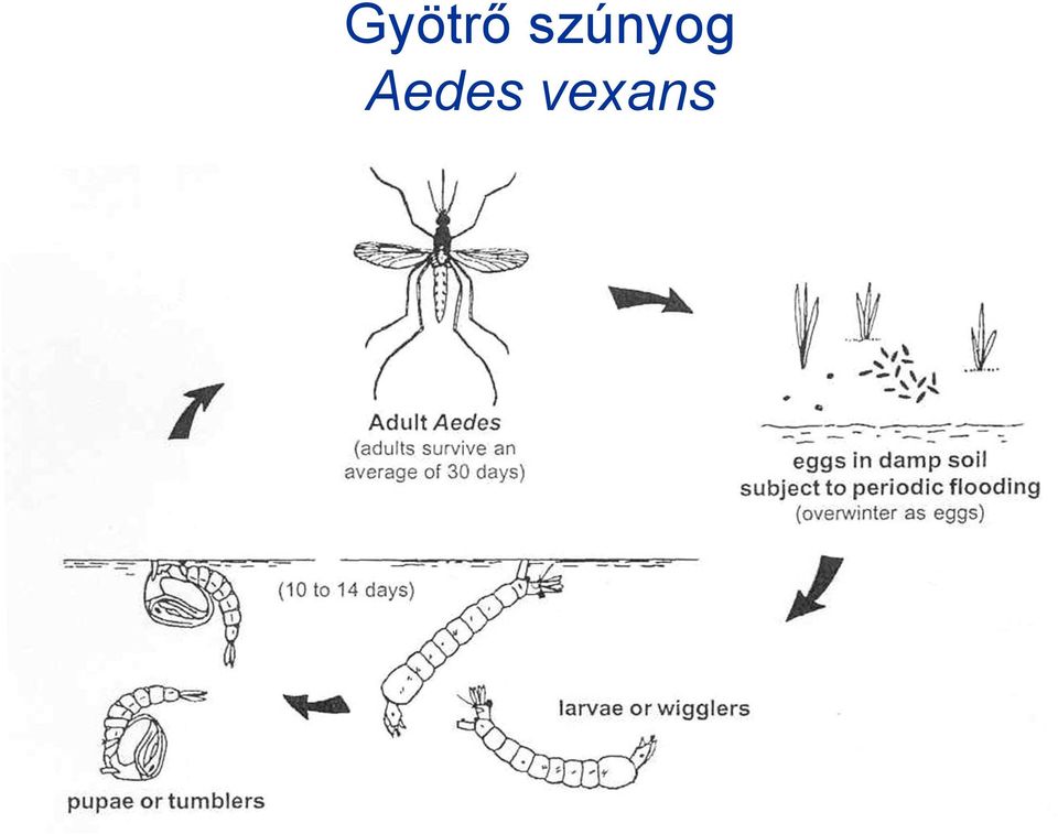 Aedes