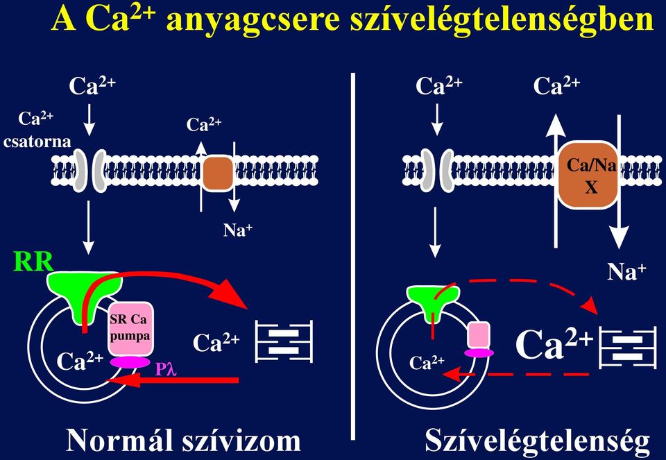 2+ Ca/Na X RR Na + Na + SR Ca pumpa Ca 2+