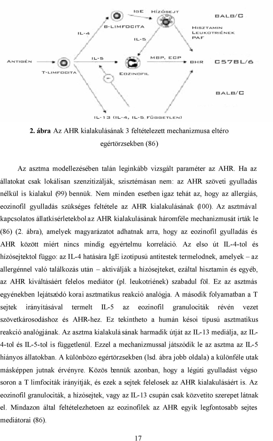 Nem minden esetben igaz tehát az, hogy az allergiás, eozinofil gyulladás szükséges feltétele az AHR kialakulásának (100).