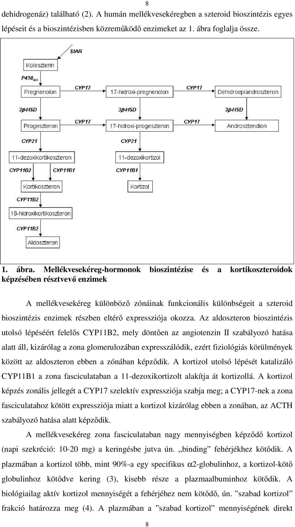 Mellékvesekéreg-hormonok bioszintézise és a kortikoszteroidok képzésében résztvevő enzimek A mellékvesekéreg különböző zónáinak funkcionális különbségeit a szteroid bioszintézis enzimek részben