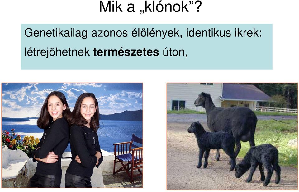 élılények, identikus