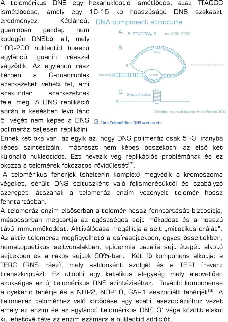 Az egyláncú rész térben a G-quadruplex szerkezetet veheti fel, ami szekunder szerkezetnek felel meg. A DNS replikáció során a késésben levő lánc 5 végét nem képes a DNS 3.