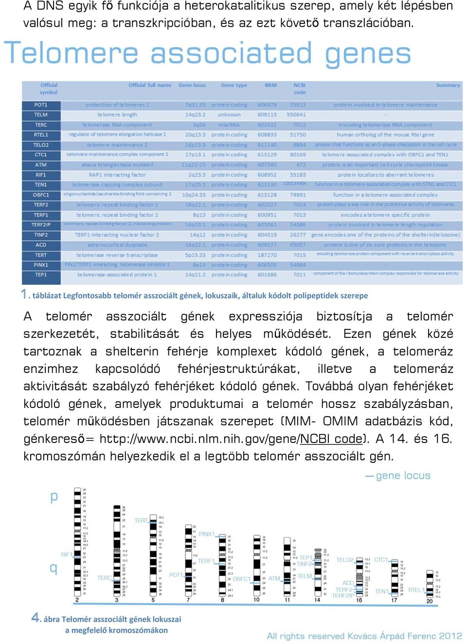 működését. Ezen gének közé tartoznak a shelterin fehérje komplexet kódoló gének, a telomeráz enzimhez kapcsolódó fehérjestruktúrákat, illetve a telomeráz aktivitását szabályzó fehérjéket kódoló gének.